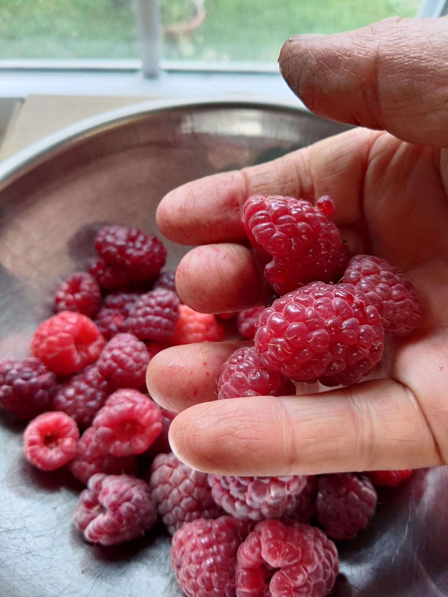Mini Raspberry Purple Purple Raspberry - 1 gal | Ort Gardens