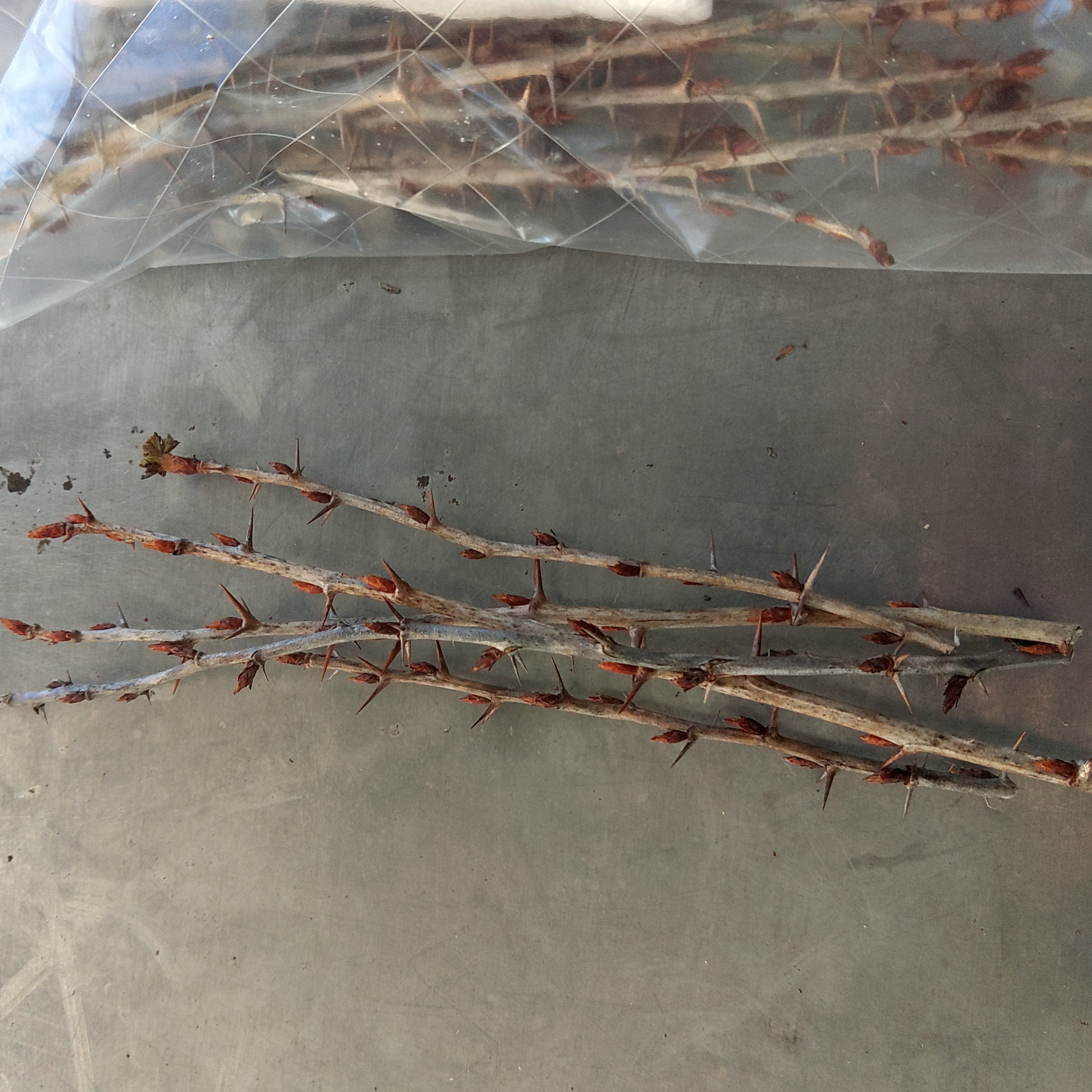 Gooseberry Cuttings | Ort Gardens