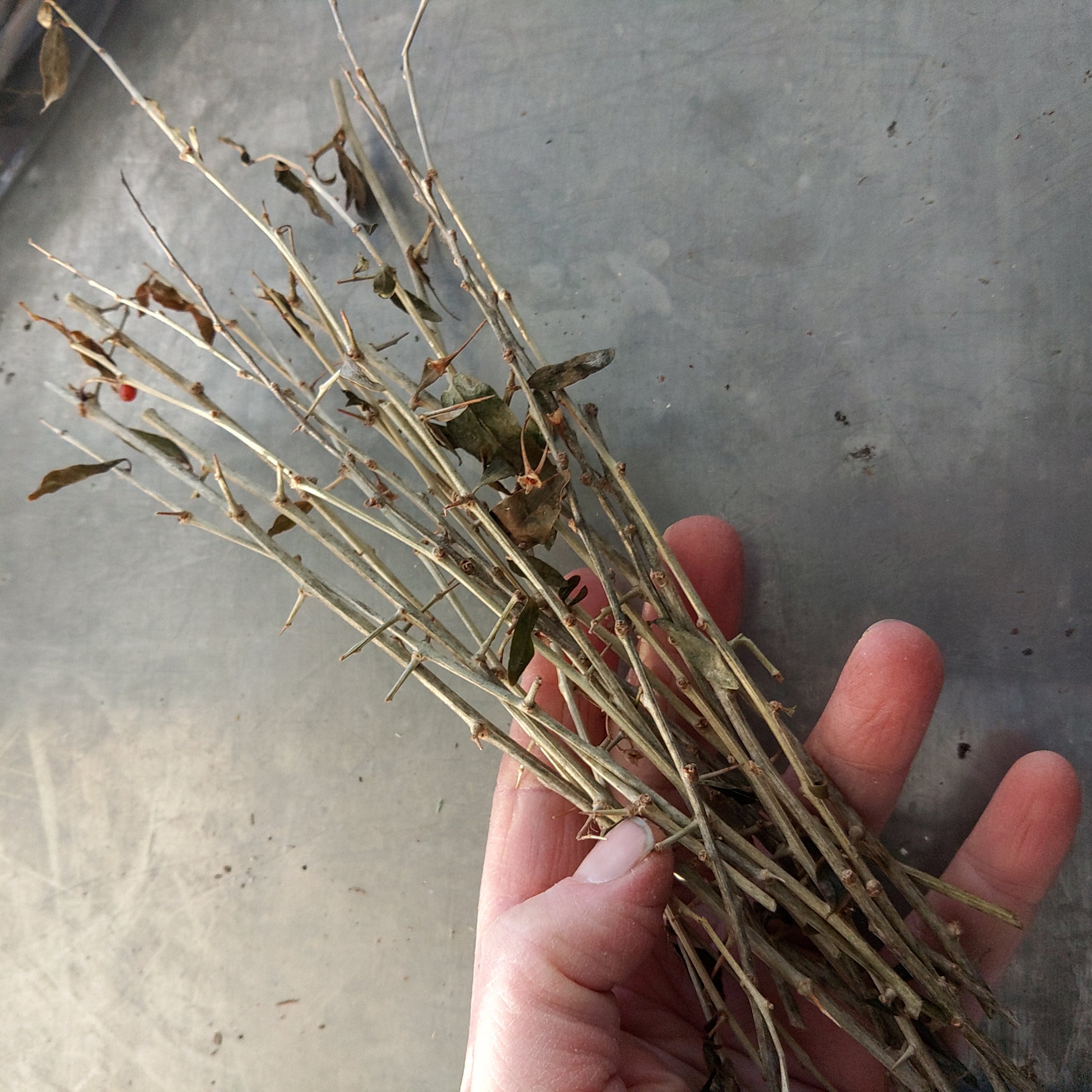 Gojiberry Cuttings | Ort Gardens